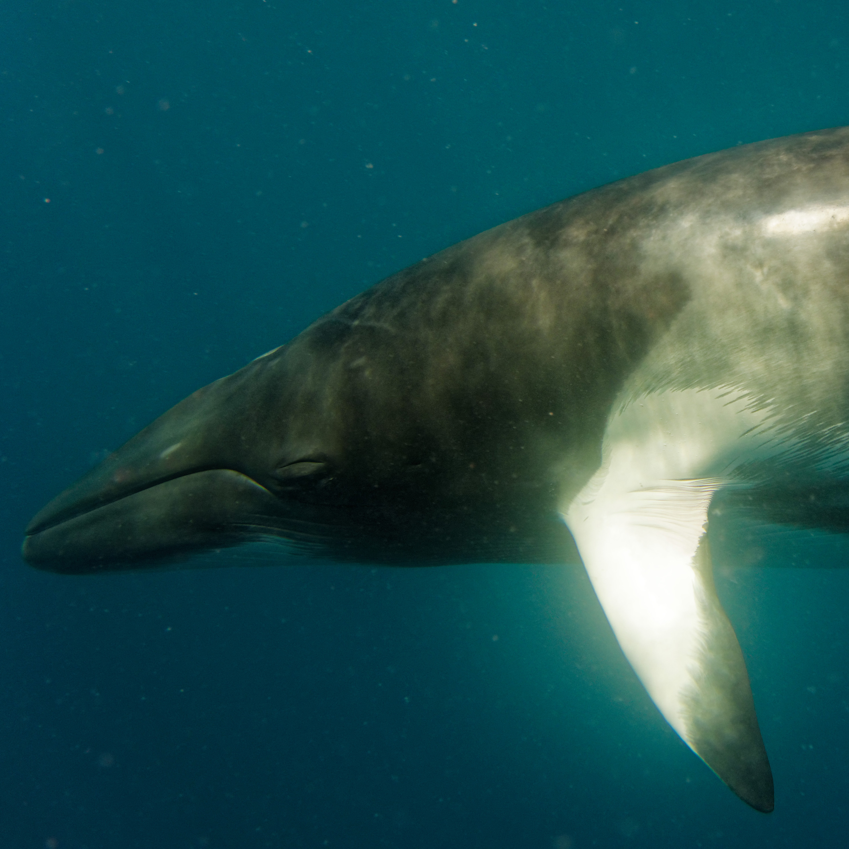an underwater picture of a minke whale