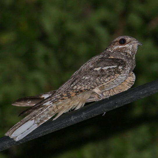 a nightjar perching on a branch at dusk