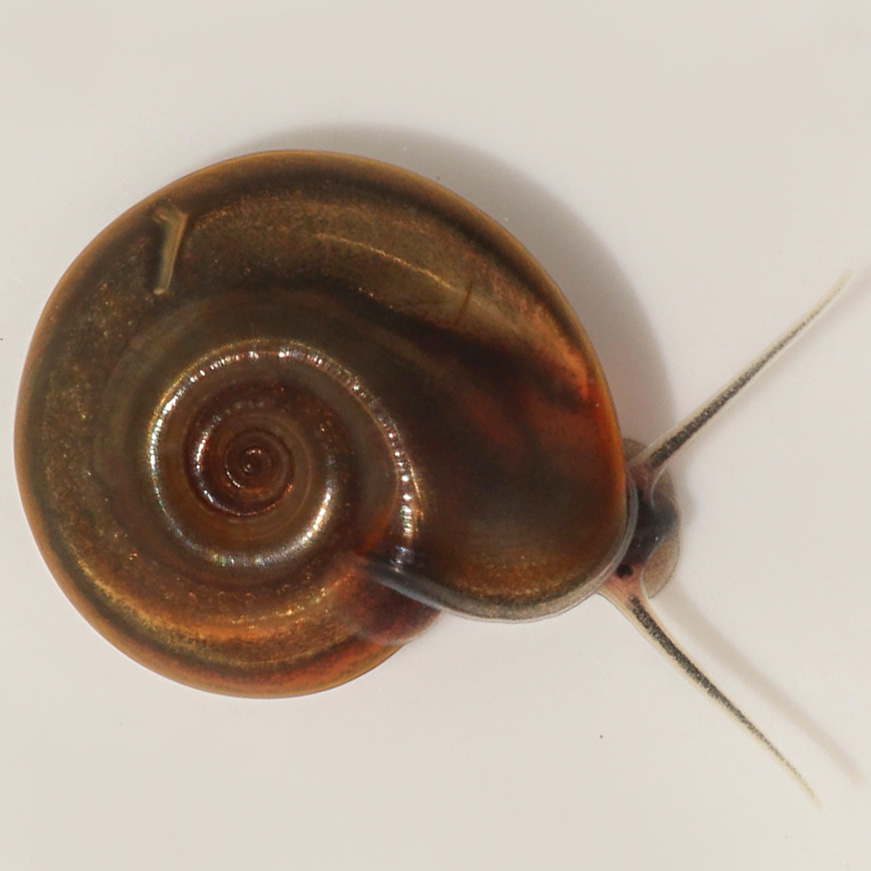 shining ram's-horn snail