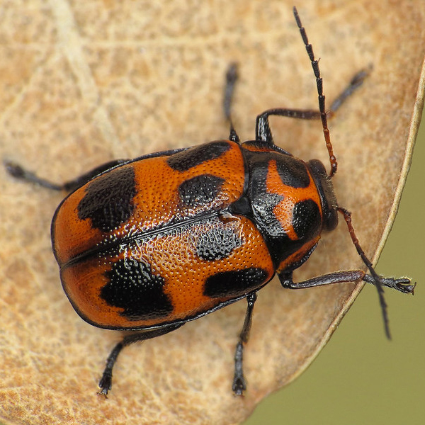 six-spotted pot beetle