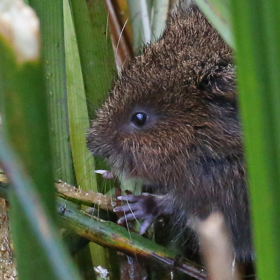 a water vole peeping out from between some reed stems