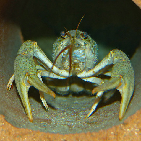 white-clawed crayfish