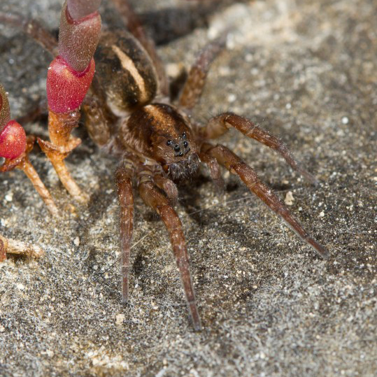 yellow-striped bear-spider