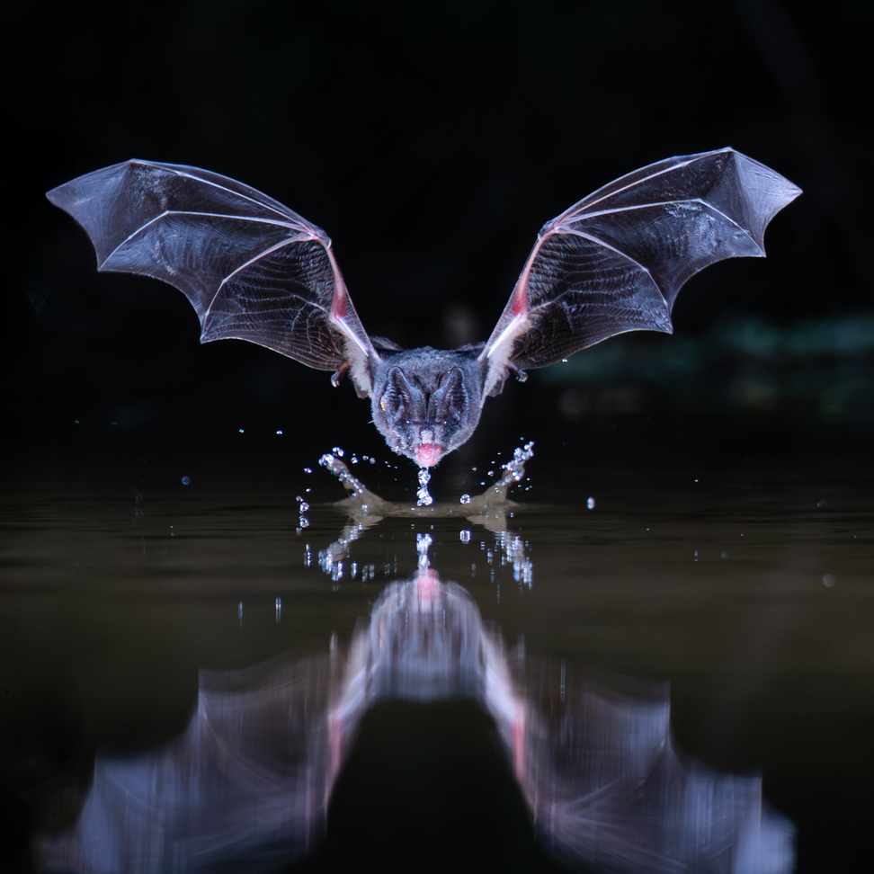 A night shot of a Barbastelle bat in flight, skimming over water