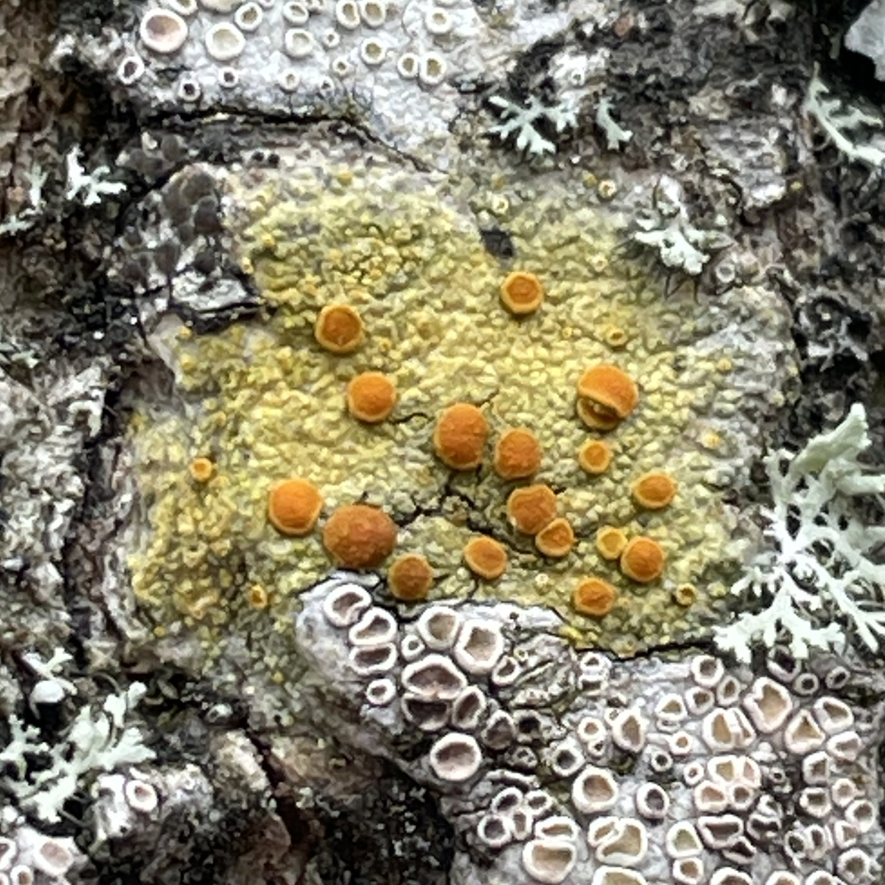 Bark Sulphur-firedot