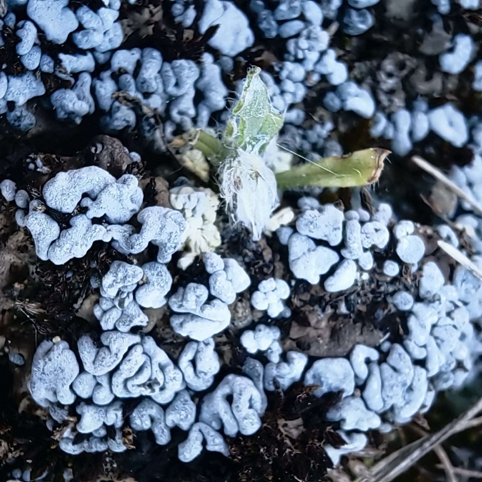 Blue Blister Lichen