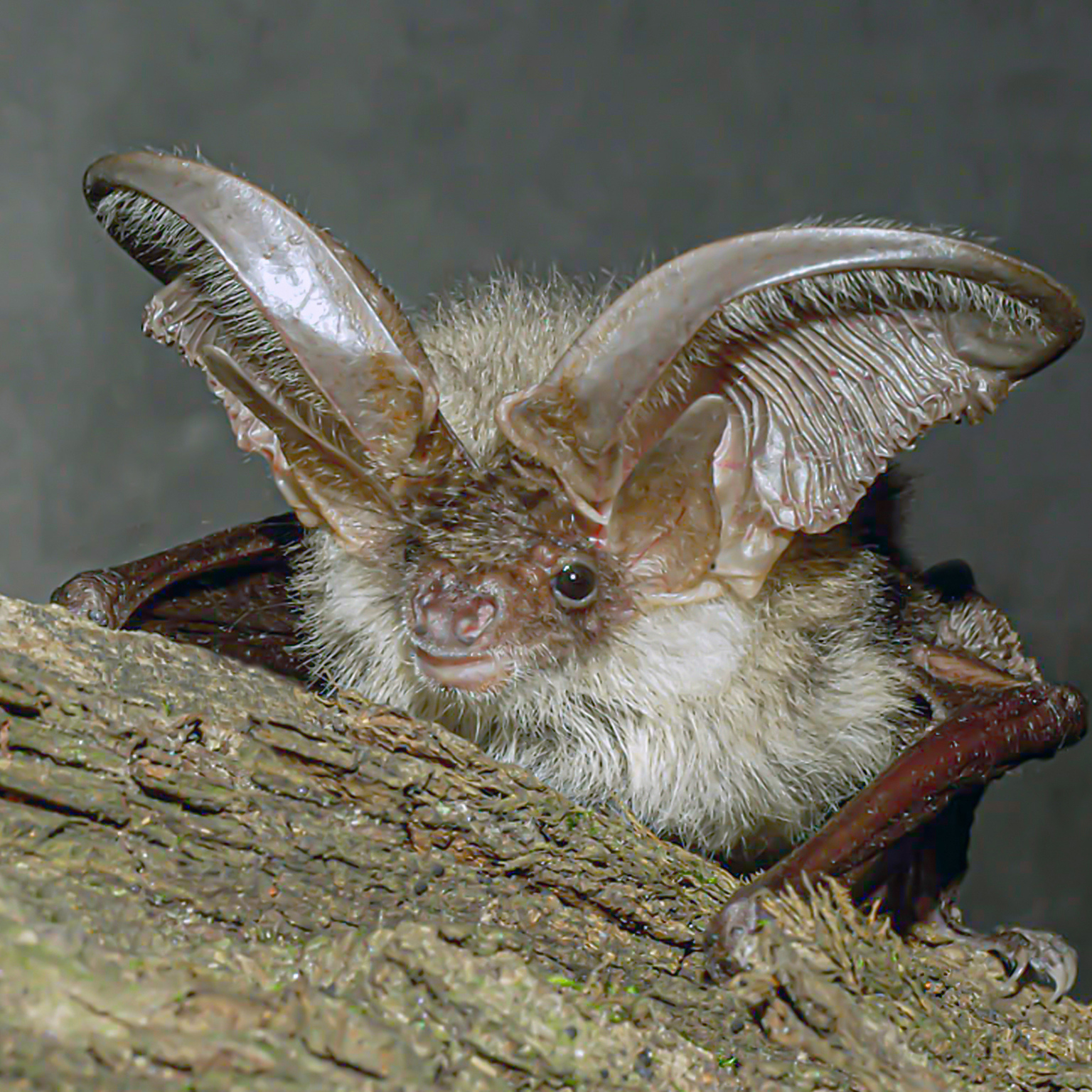 A front view of a brown long-eared bat, photgraphed in daylight.