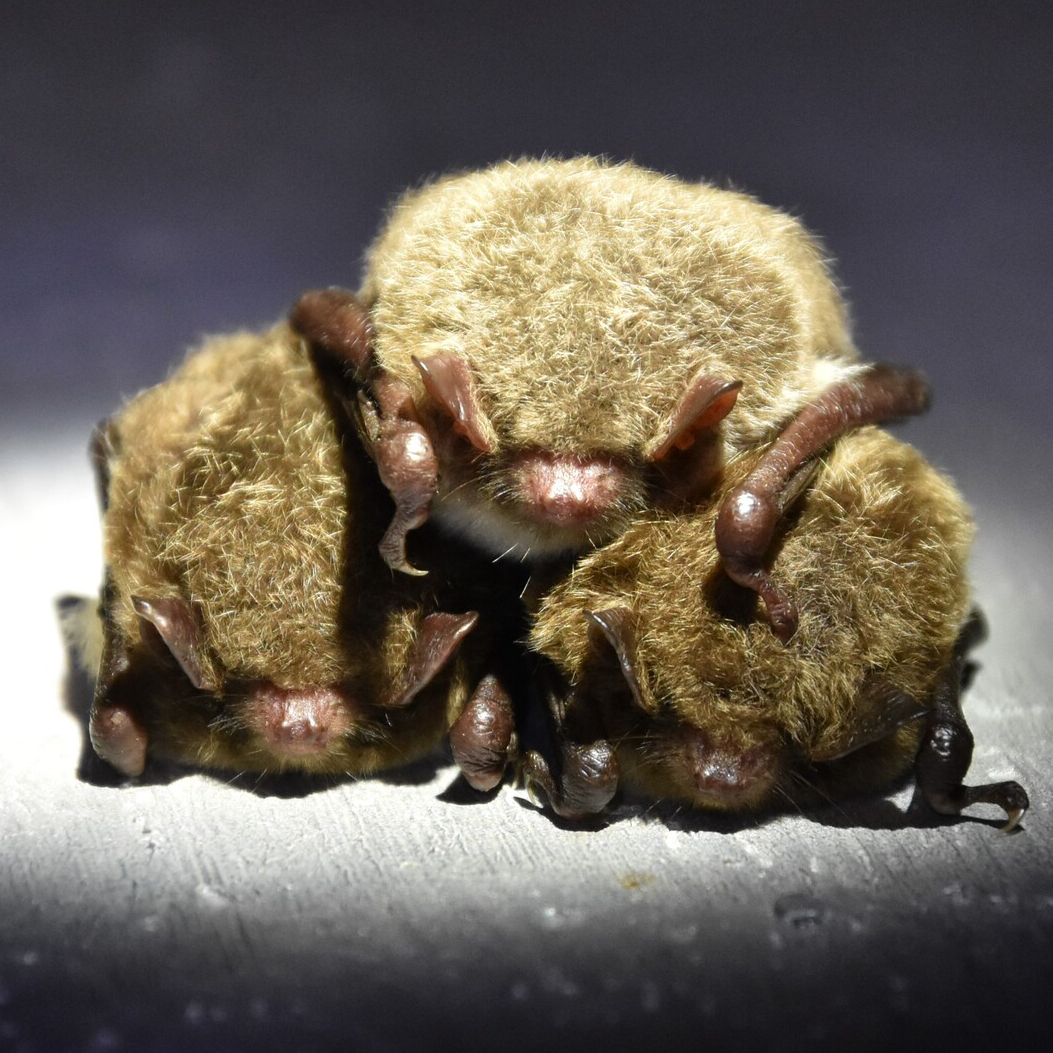 Three Daubenton's bats huddled in a pyramind formation, spotlit against grey surroundings