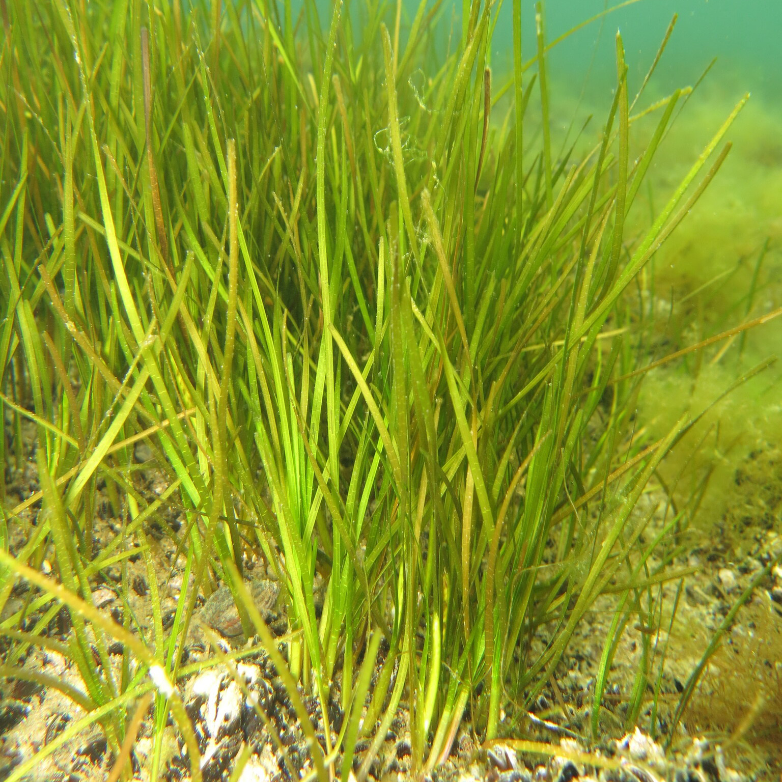 An underwater image of Dwarf Eelgrass