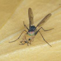 Fancy-legged fly