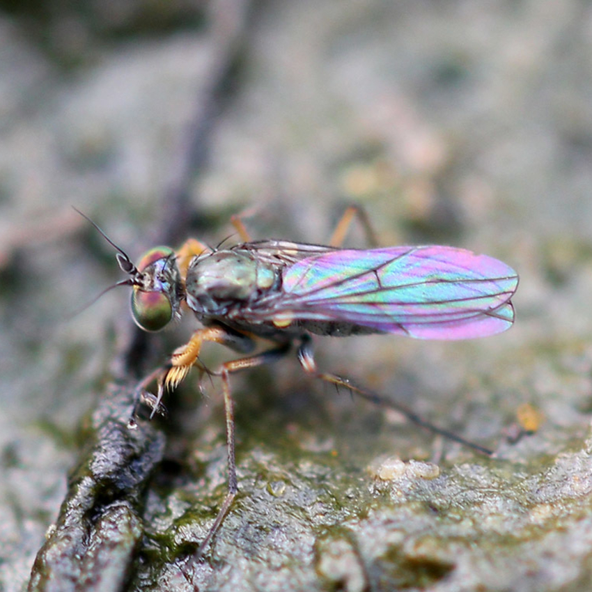Fancy-legged fly