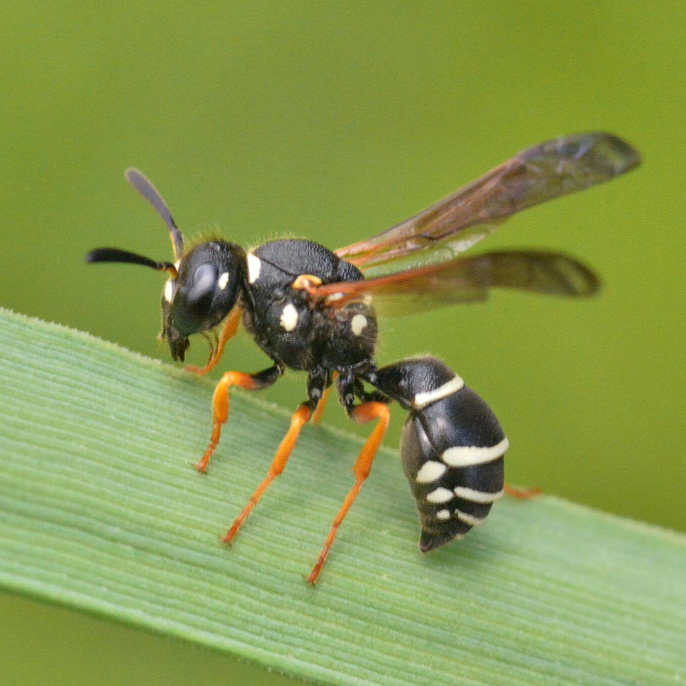 A black wasp with white bands on a leaf