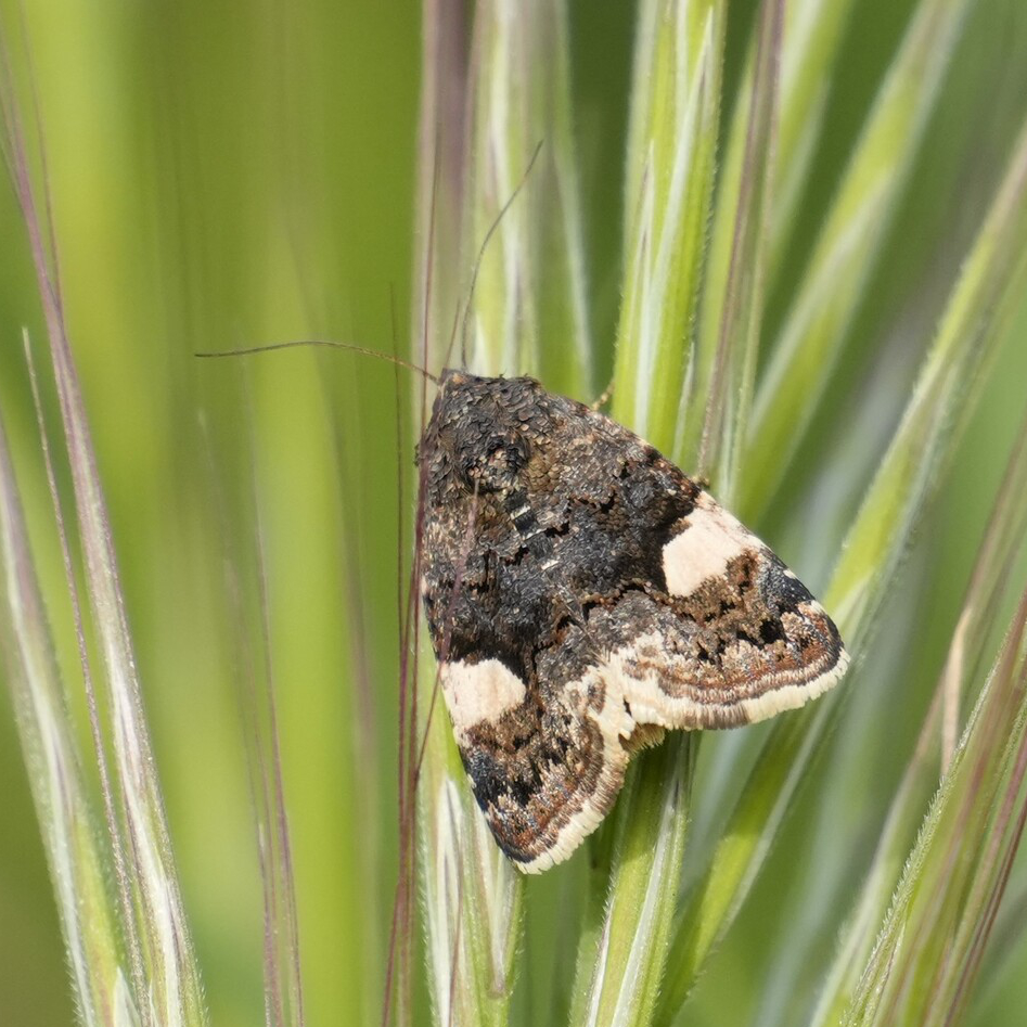 Four-spotted Moth