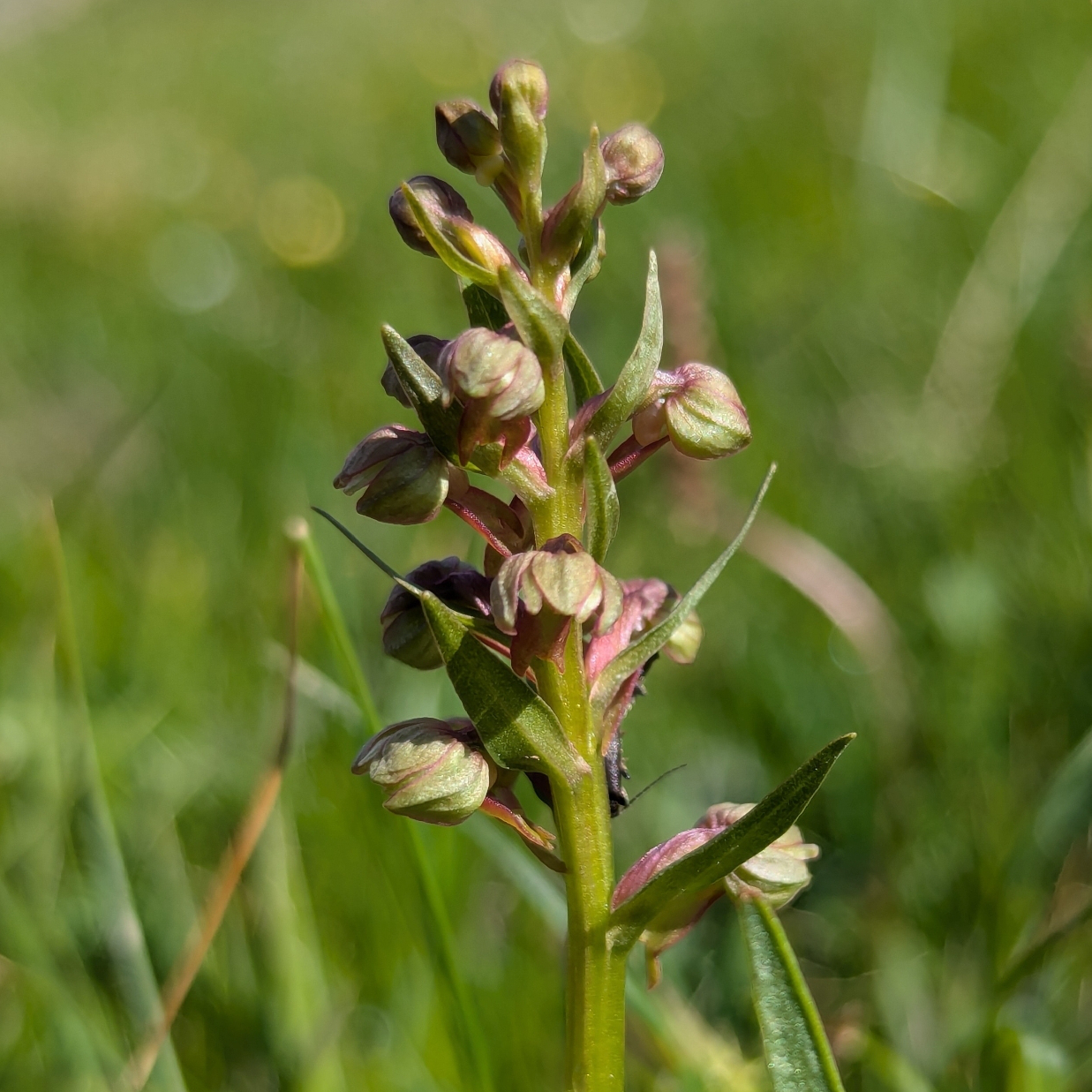 Frog Orchid 
