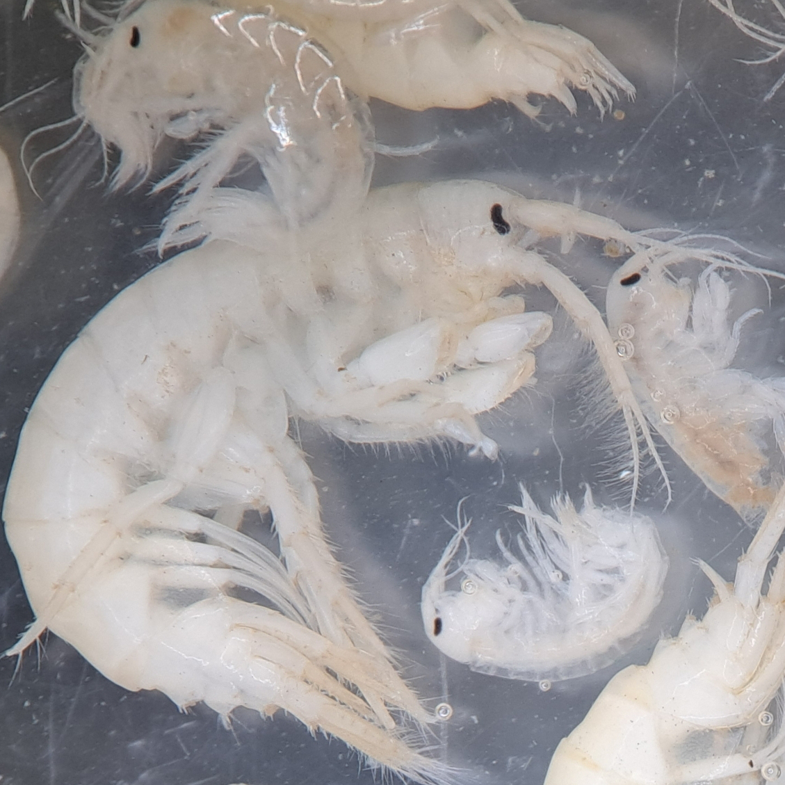 a group of small white shrimp on a dark background viewed through a microscope.