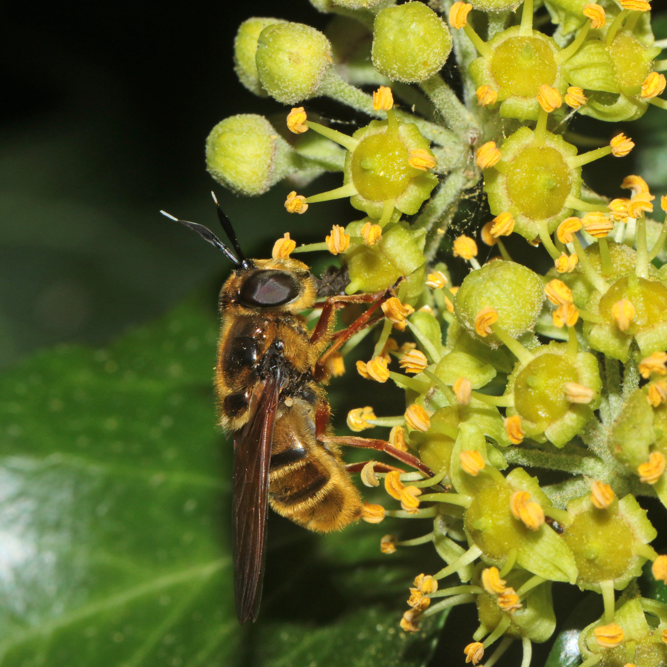 golden hoverfly