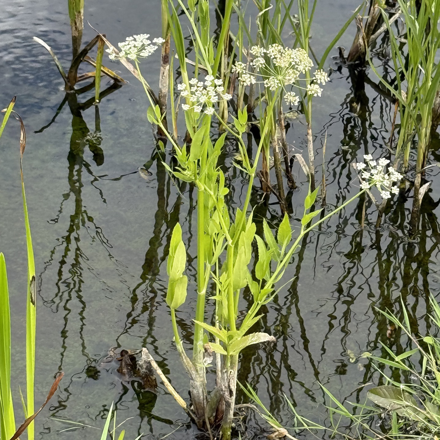 Greater Water-parsnip 