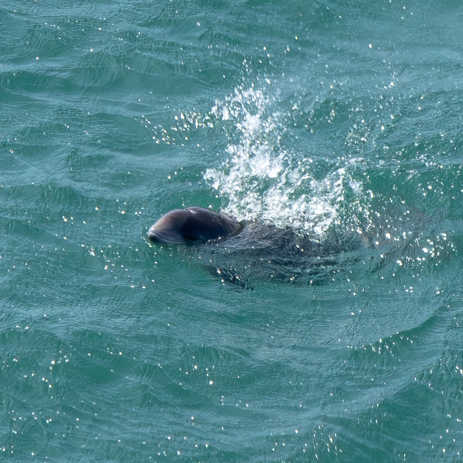Harbour Porpoise