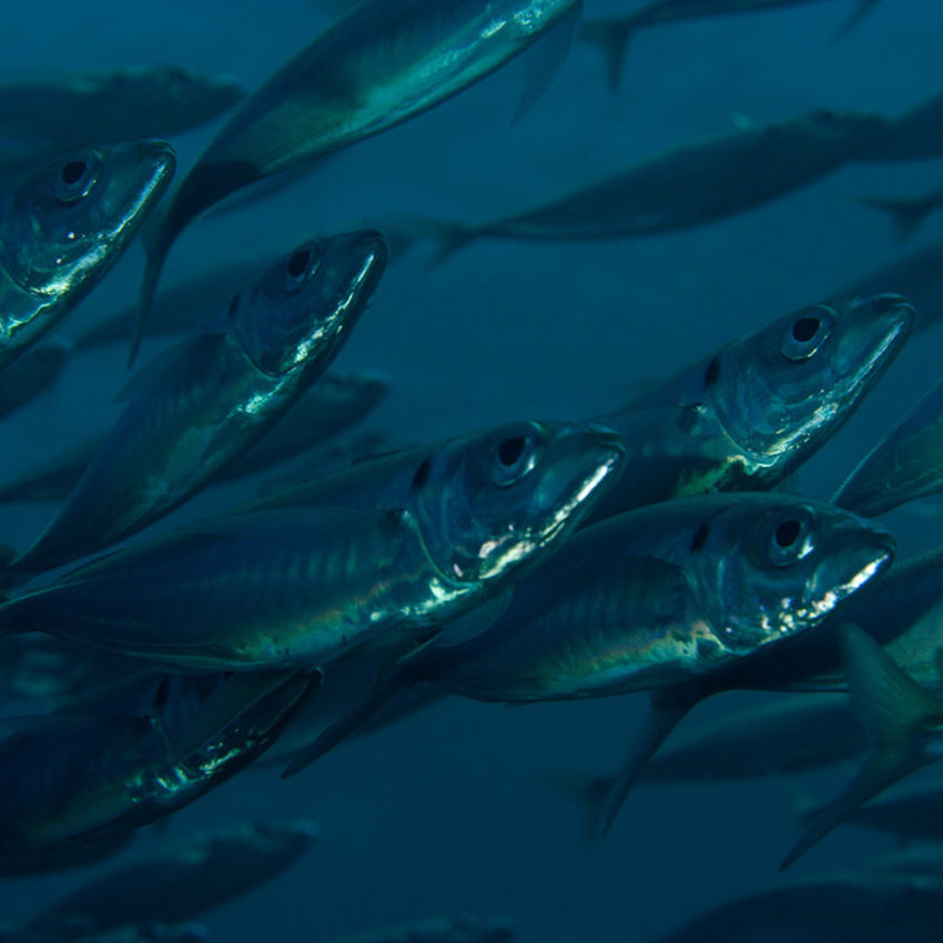 Horse Mackerel