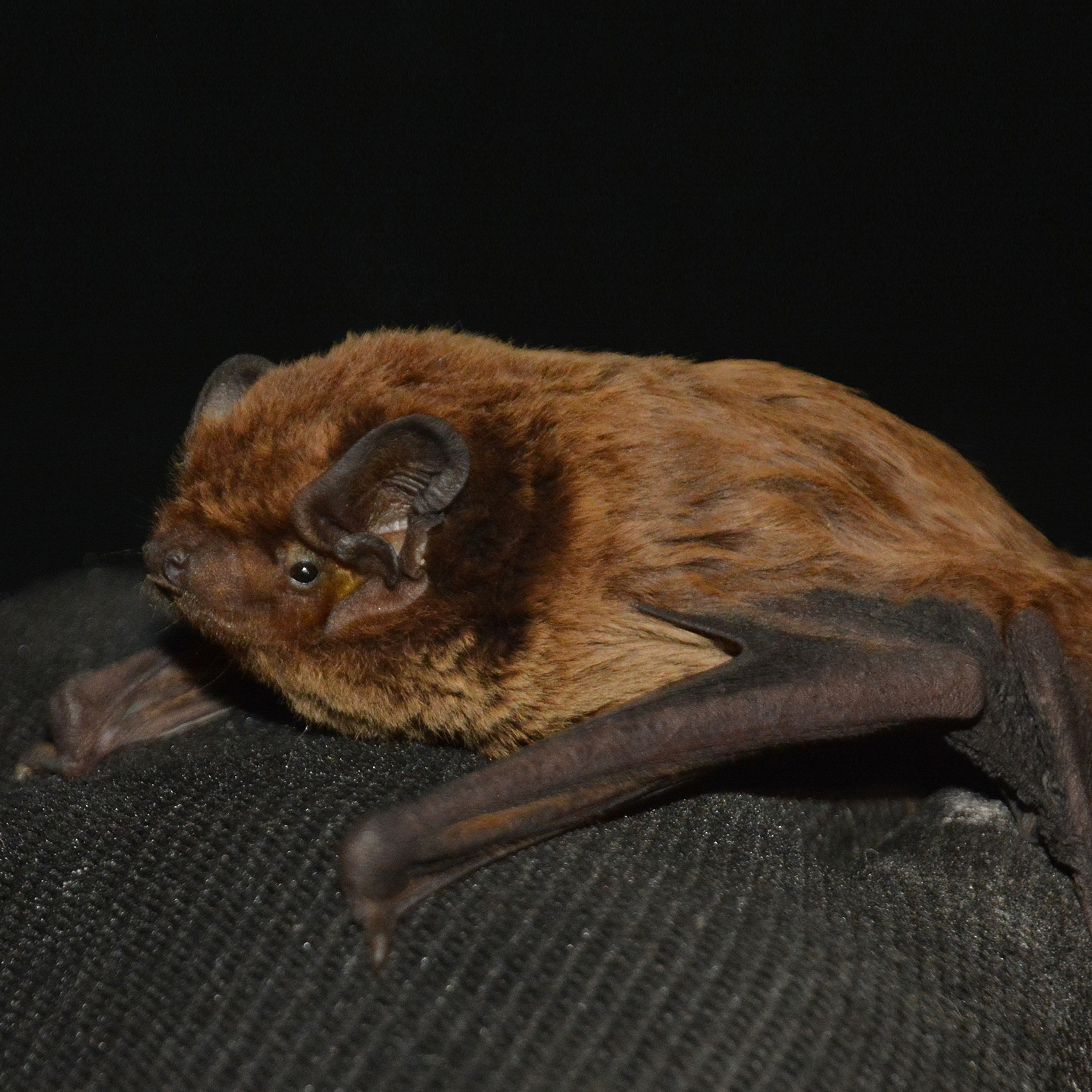 A Leisler's bat lit from the front against a dark backgroound
