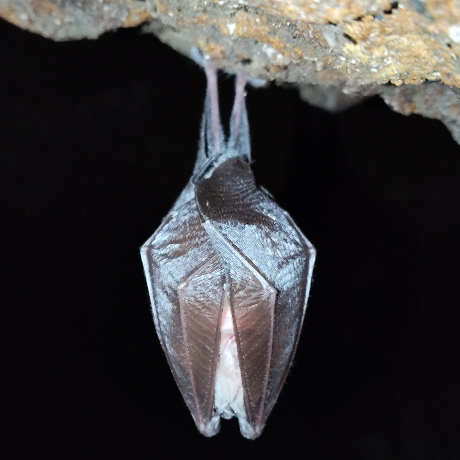 a classic image of a bat roosting, with its wings warpped aound itself