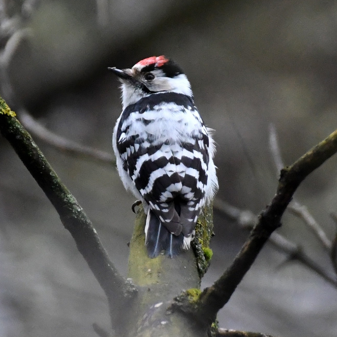 a lesser spotted woodpecker perching in a tree