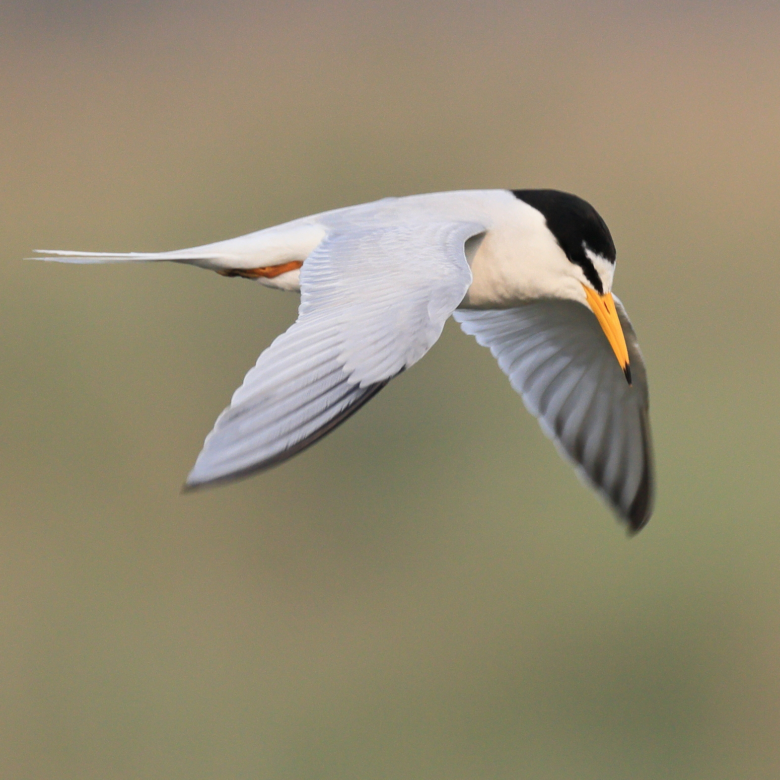 A Little Tern in flight with a mottled green background
