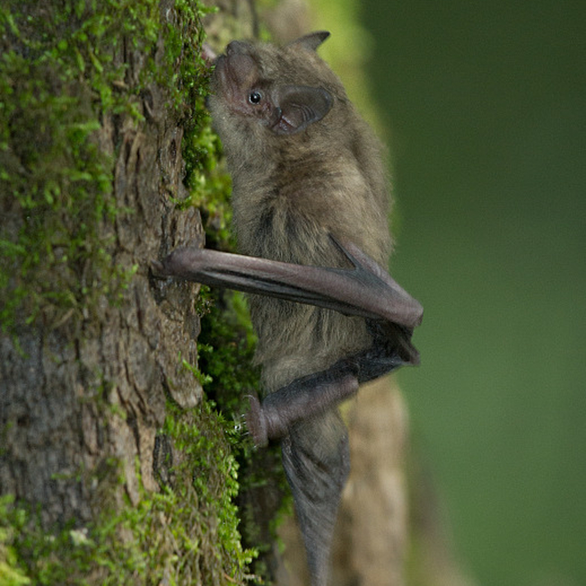 A Nathusius pipistrelle resting on the side of a moss covered tree trunk