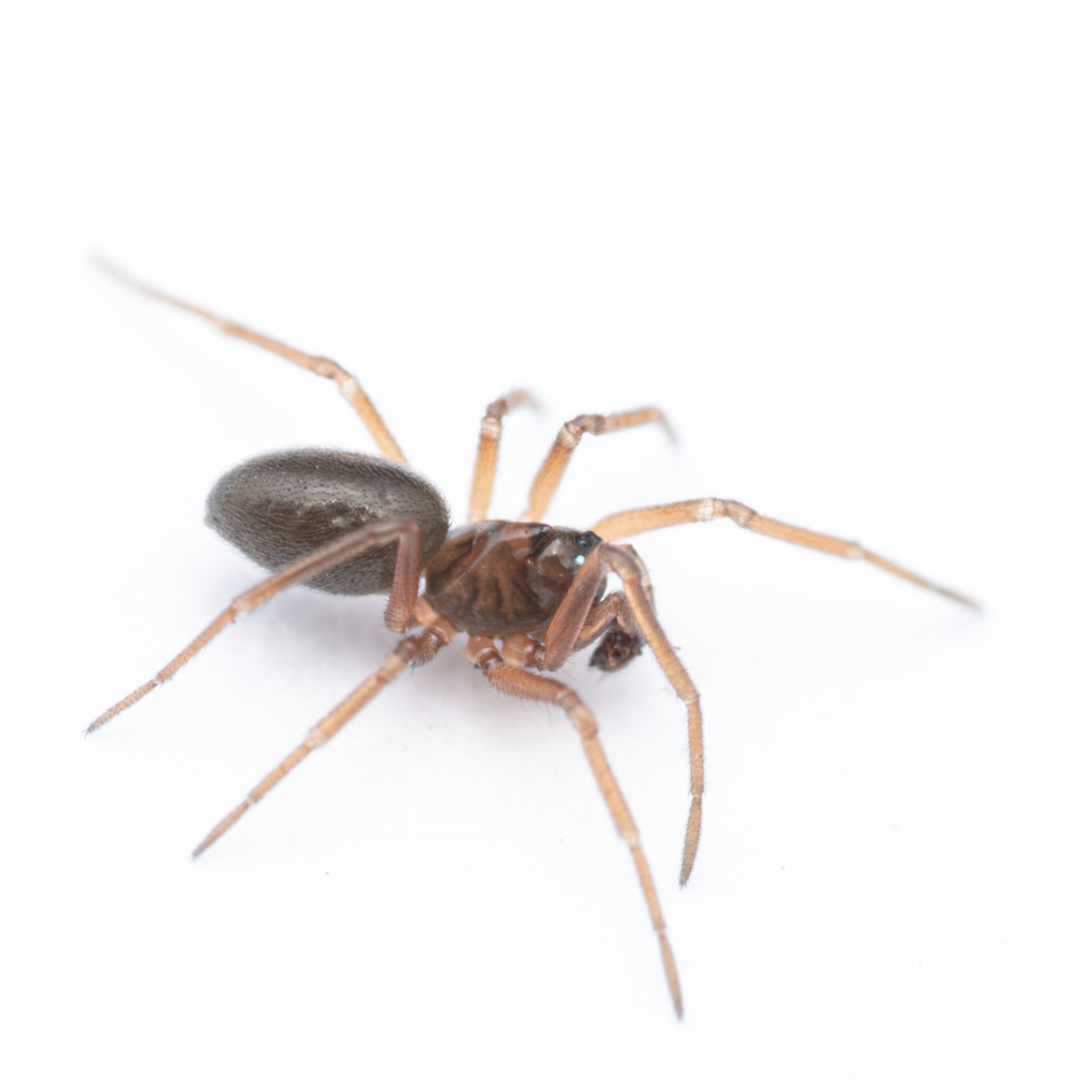 Swamp Lookout Spider