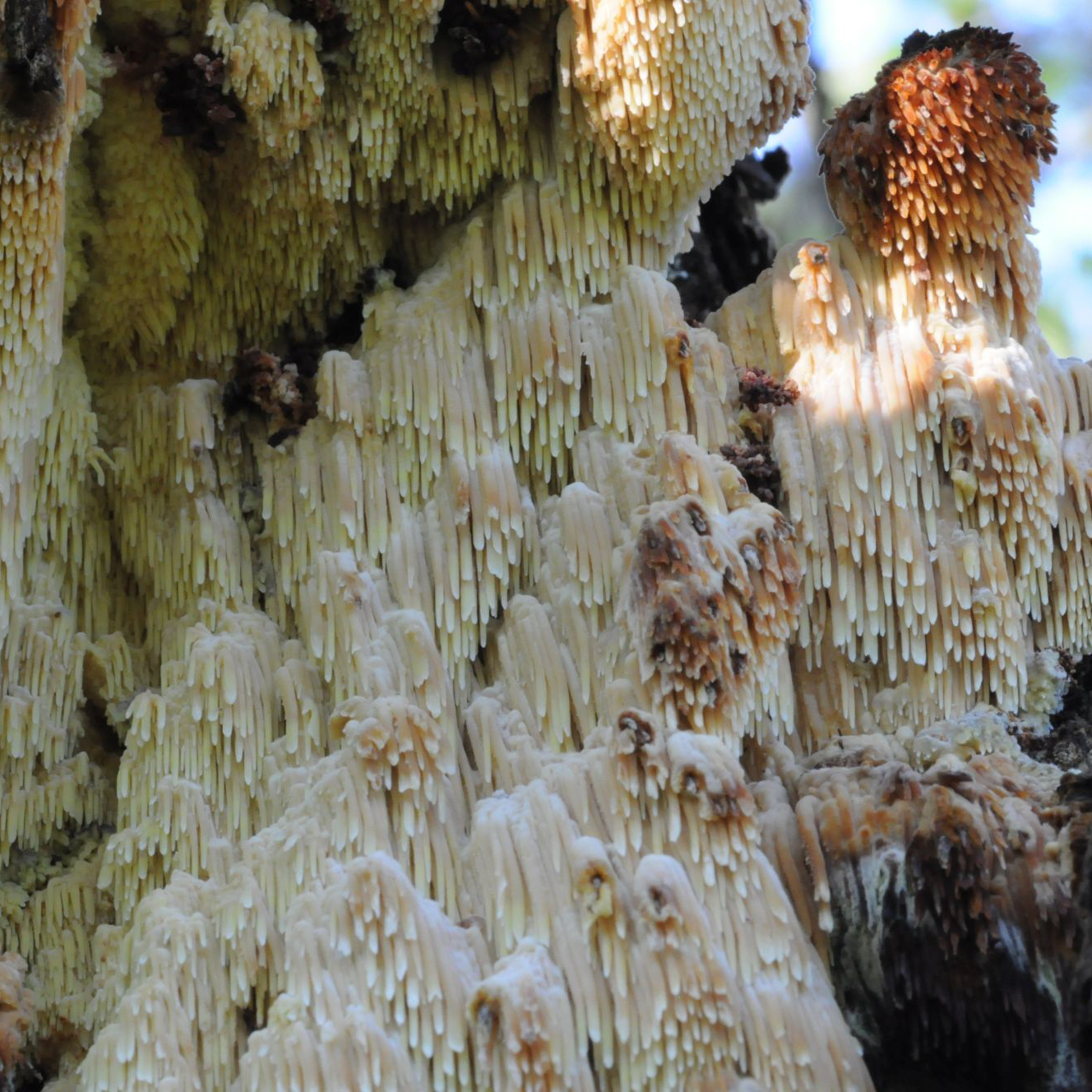orchard tooth fungus