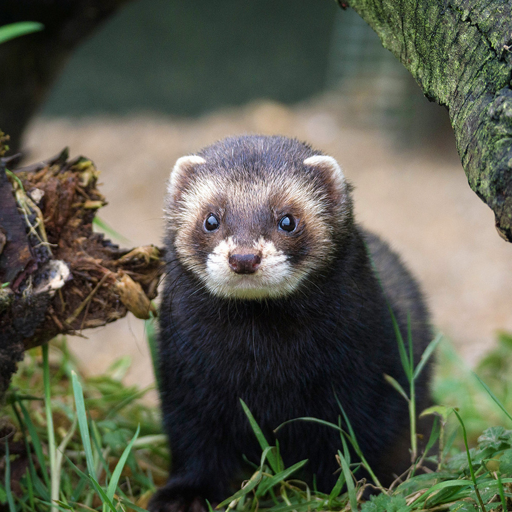 A polecat looking directly at you