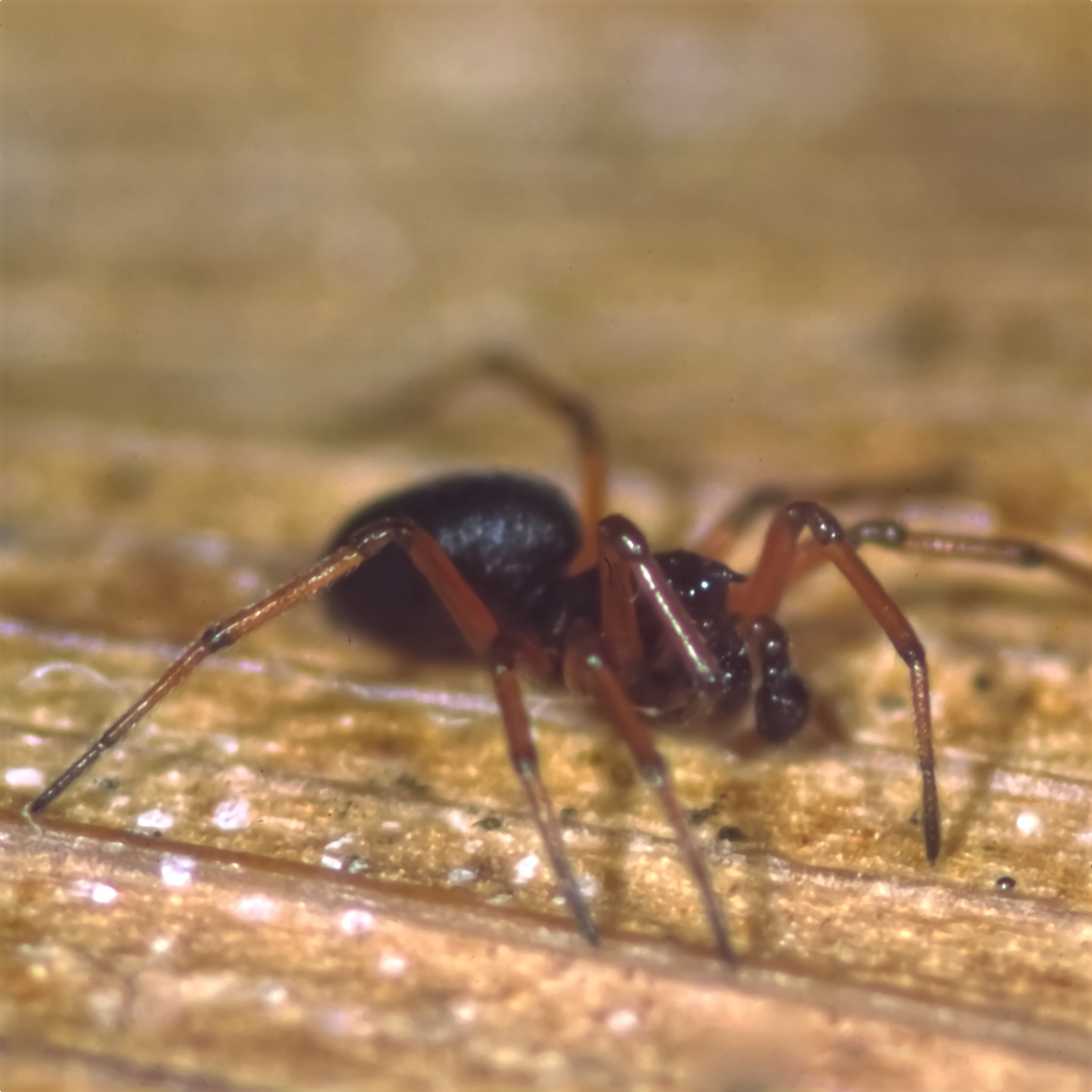 Duffey’s Bell-headed Spider