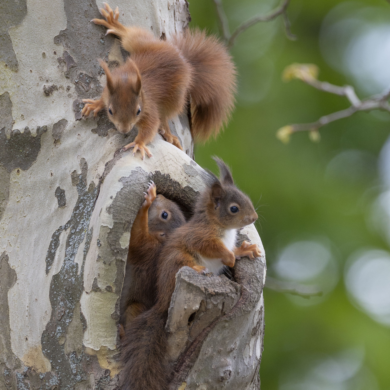 Three young red squirrels on a tree trunk