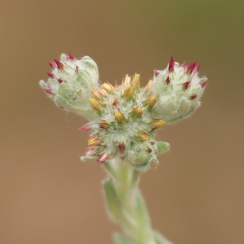 Red-tipped Cudweed 