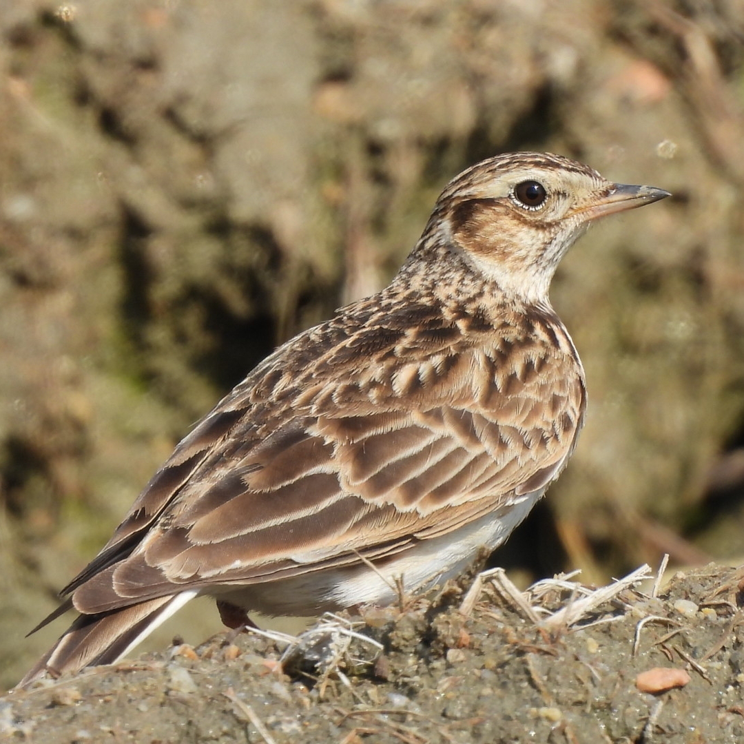 A close up of a skylark standing in a ploughed field