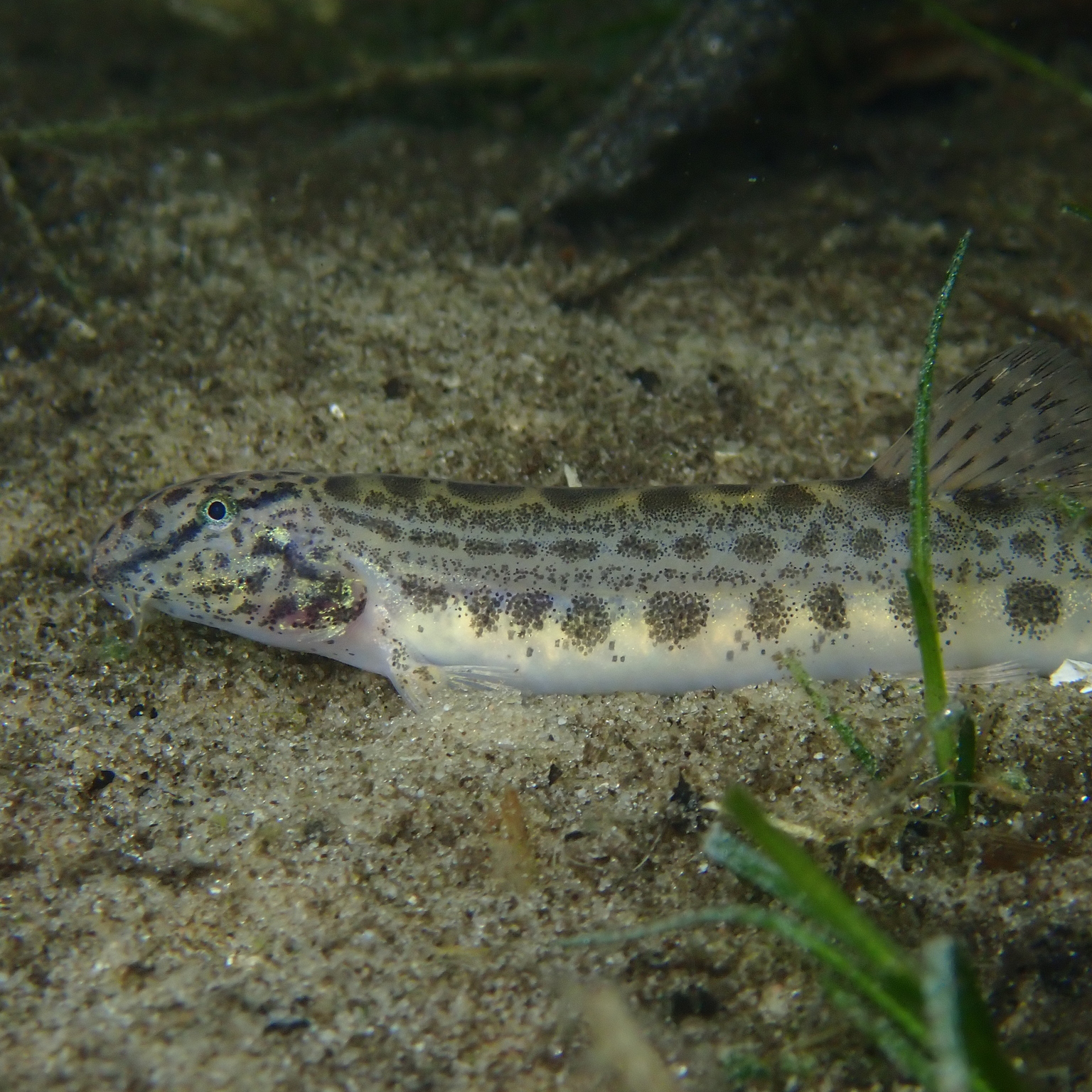 Spined Loach