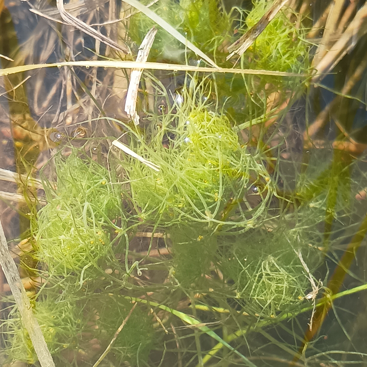 Tassel Stonewort 