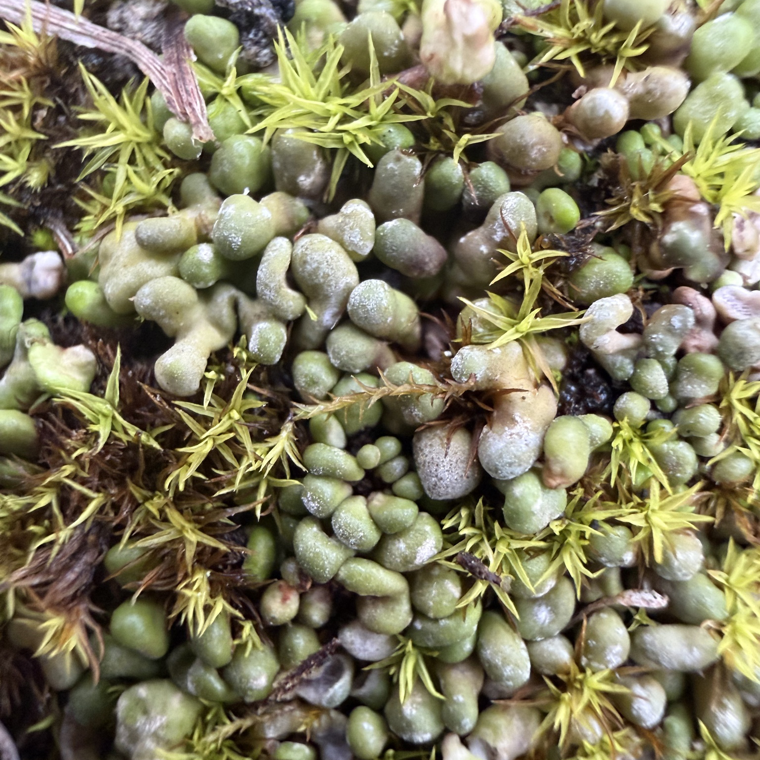 Thalloidima physaroides