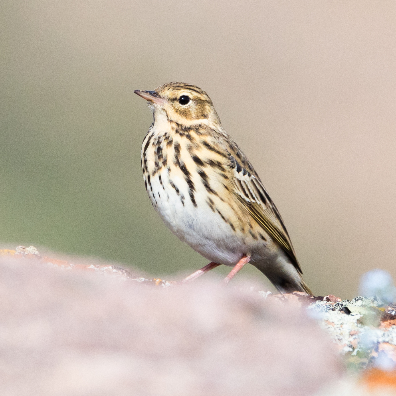 a tree pipit looking left, in front of an out of focus cream and pale green background