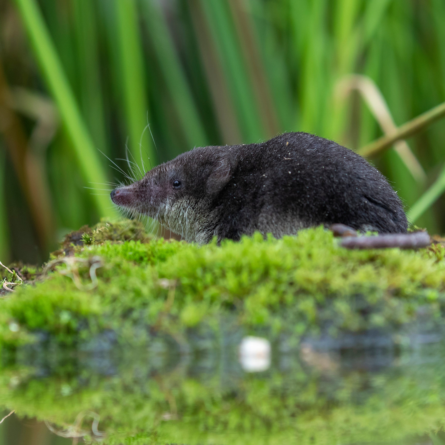 Water Shew on a mossy platform in still water, with out of focus grass in the background
