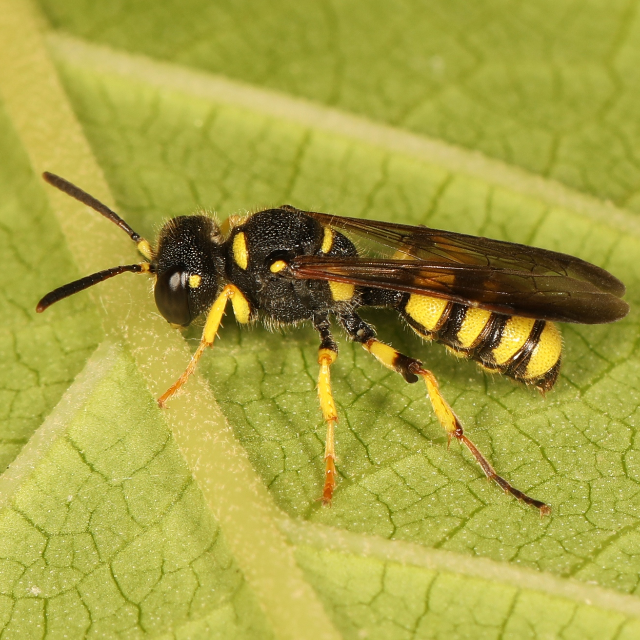 A Weevil hunting wasp on the underside of a leaf