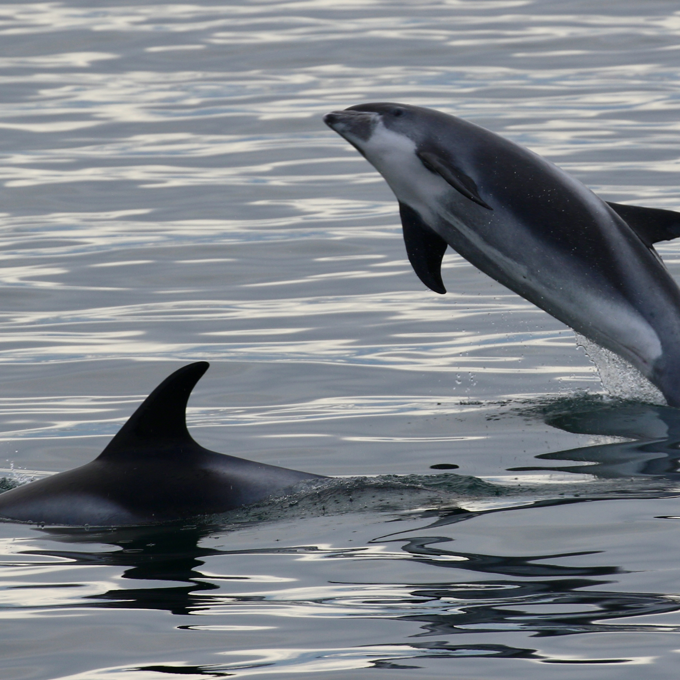 A white-beaked dolphin jumps out of the sea