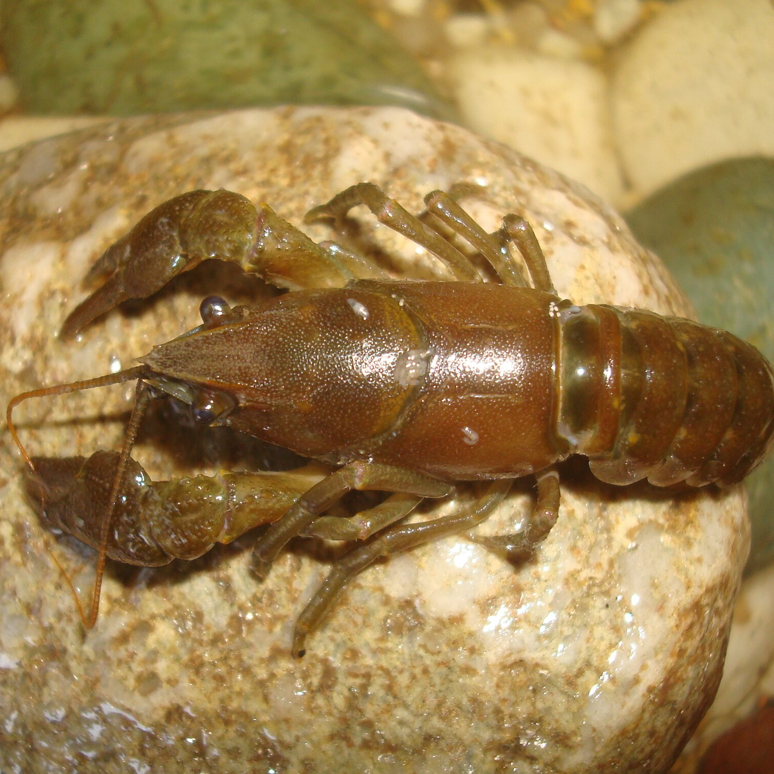 White clawed crayfish, on a stream bed rock 