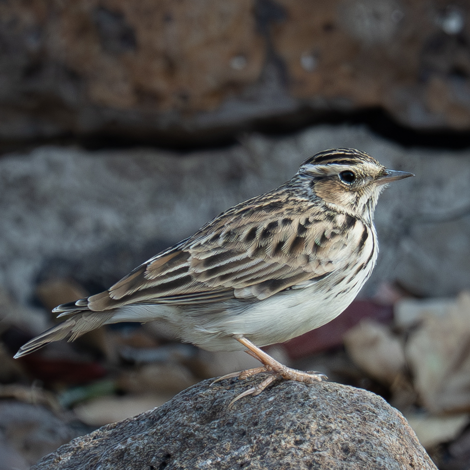 A woodlark perched on a stone, with boulders in the background, showing off his amazing long claws on his hind toes 