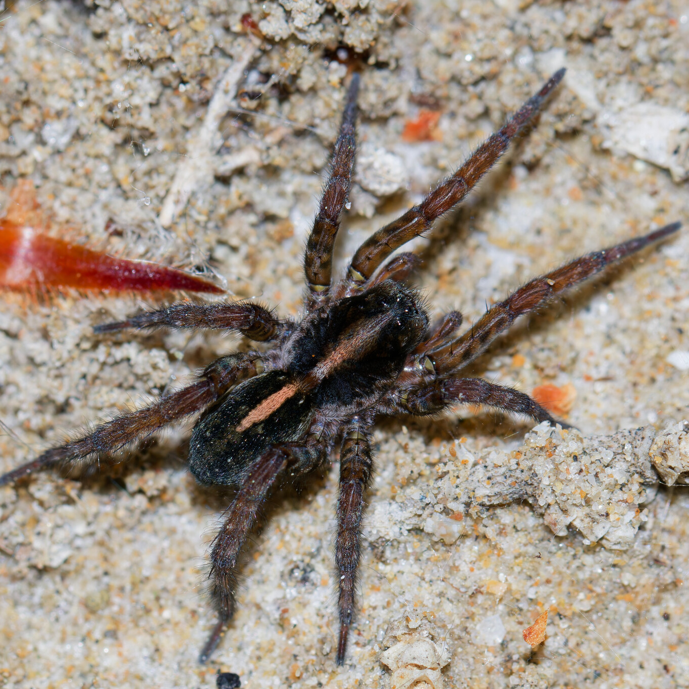 yellow-striped bear spider