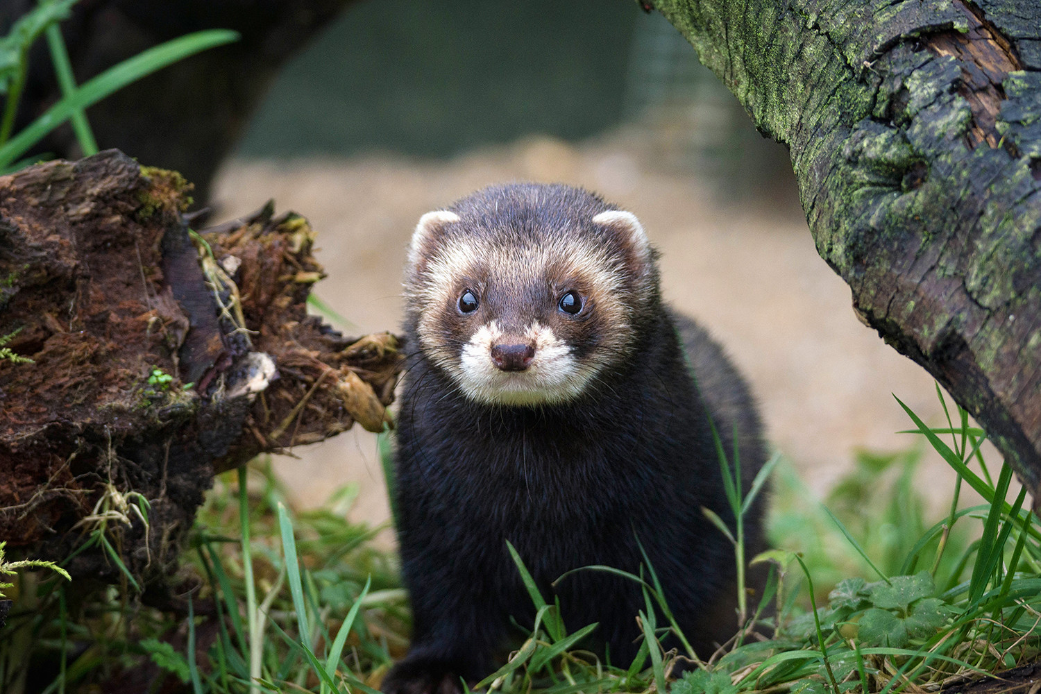 A polecat looks directly at the camera from between two old tree trunks