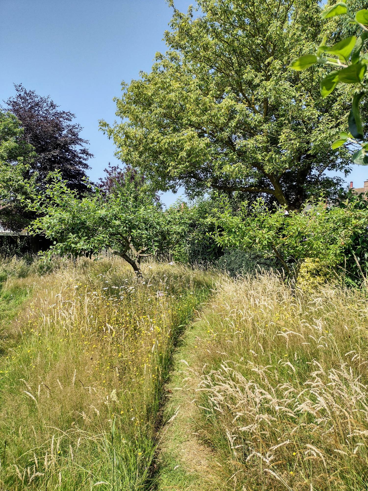 grassy path through trees