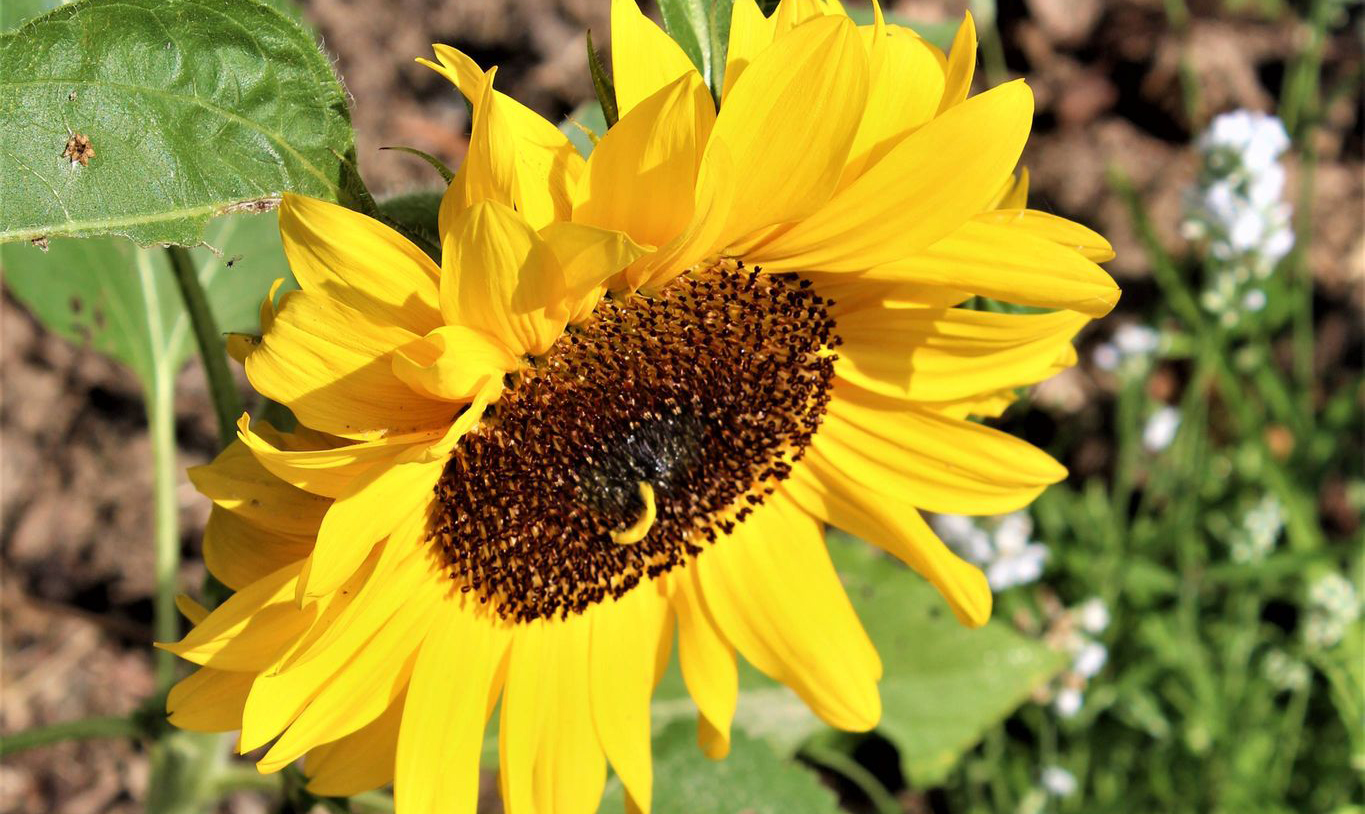 Sunflower in full bloom