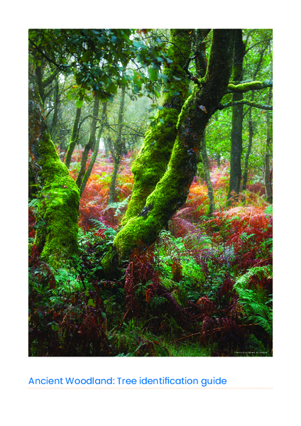 Tree identification guide