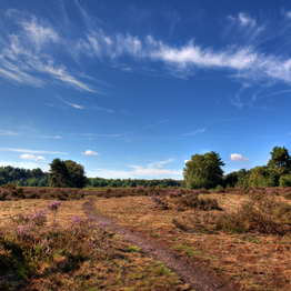 Knettishall heath on a sunny day